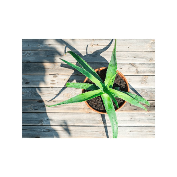 ALOE VERA FRAGRANCE OIL