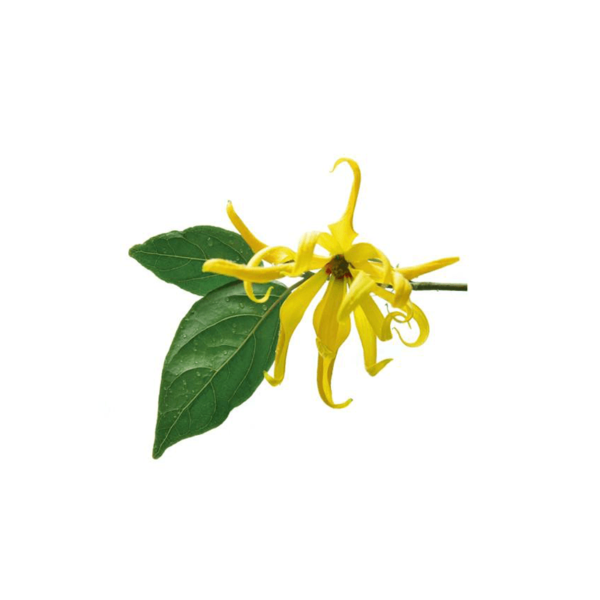 YLANG YLANG ESSENTIAL OIL