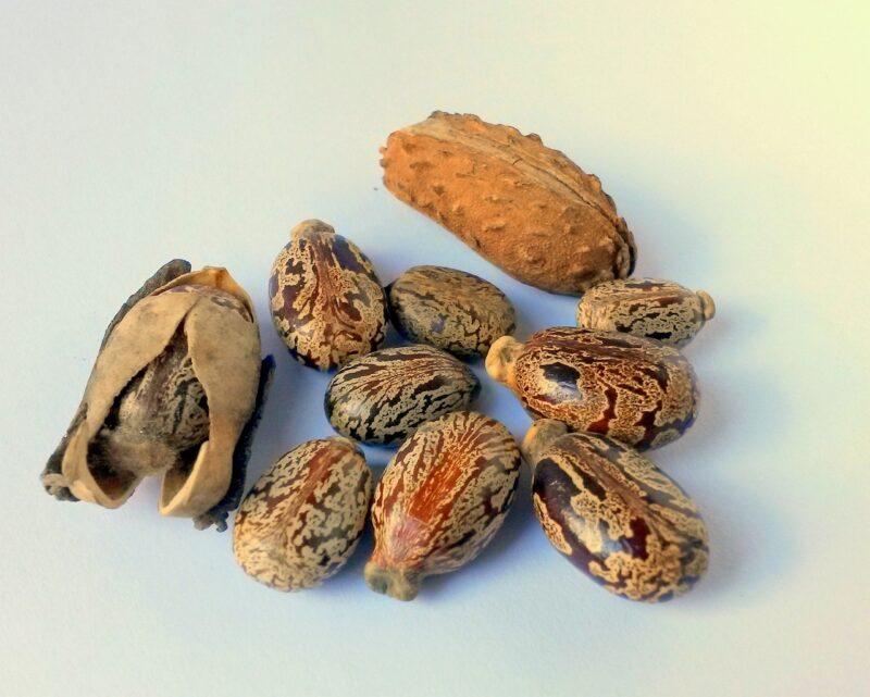 castor oil seed 327186 1280