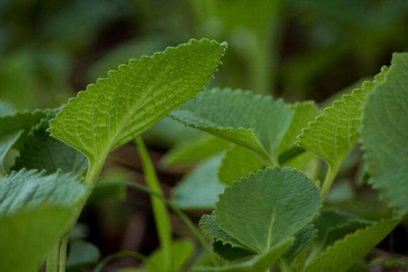 indian borage 2709425 1280 1