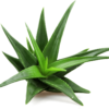 aloe vera plant p n g image f3pftq6g7882f31e