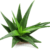 aloe vera plant p n g image f3pftq6g7882f31e