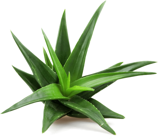 ALOEVERA LEAF POWDER