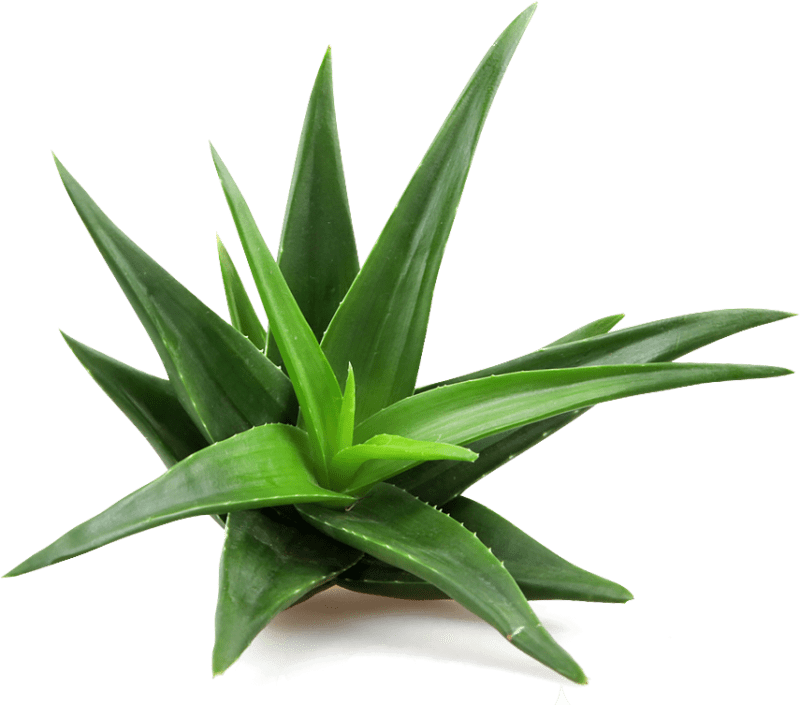 aloe vera plant p n g image f3pftq6g7882f31e