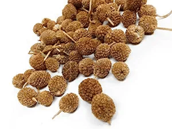 Gorakh Mundi Dried - Sphaeranthus Hirtus Dried