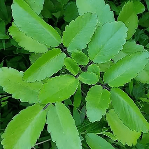 Ranapala Powder / Air Plant / Kalanchoe pinnata / Patharchatta Powder