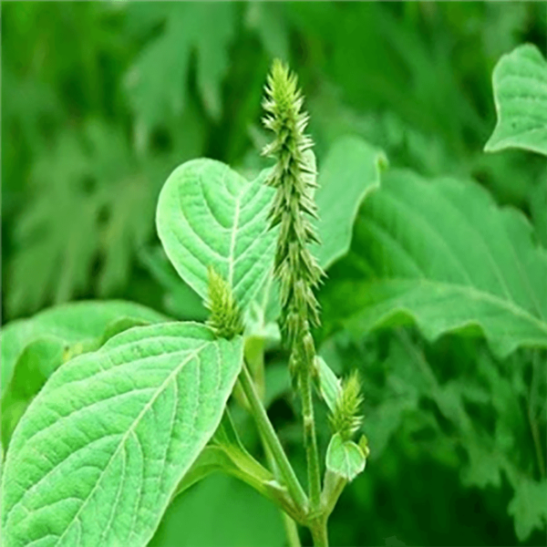 Apang - Uttareni - Latjira - Onga - Aghata - Chirchra ( Panchang) Powder