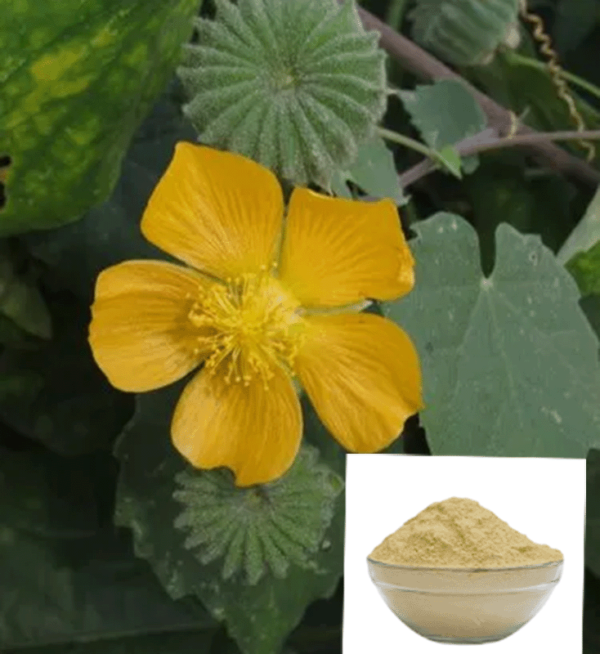 Atibala Leaf Powder