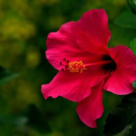 Natural Hibiscus Flower Powder