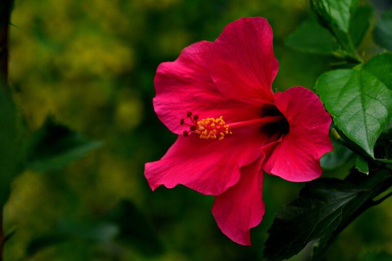 Natural Hibiscus Flower Powder